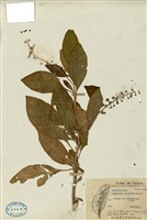 藏品(商陸)的圖片